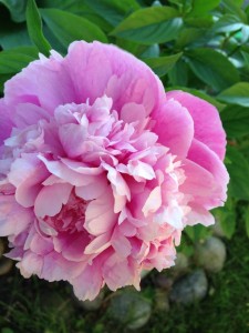 Kathy Ptasek - pink flower cover